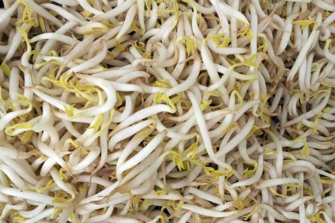 Bean sprout. The French for "bean sprout" is "germe de soja".