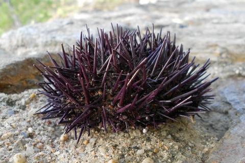 Sea urchin. The Thai for "sea urchin" is "หอยเม่น".