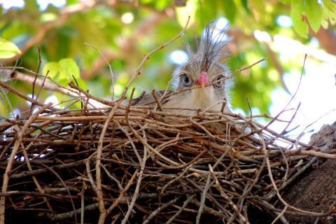 Bird’s nest. The Thai for "bird’s nest" is "รังนก".