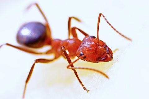Red ant. The Thai for "red ant" is "มดแดง".