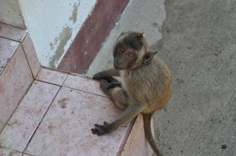 Monkey. The Thai for "monkey" is "ลิง".